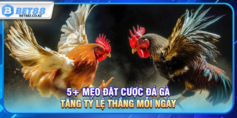Bật Mí Top Mẹo Chơi Đá Gà Tăng Tỷ Lệ Thắng Mỗi Ngày 1 5+ Mẹo Chơi Đá Gà Tăng Tỷ Lệ Thắng Mỗi Ngày